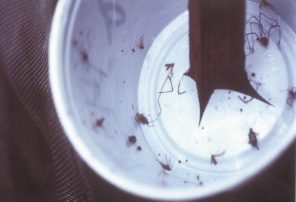 18. ábra A sátor izolátor csapdában található ragadós pohár fogott kukoricabogár imágókkal (fotó: Barna Gy.) 2. 3. 4. Cucurbitacin csapda A cucurbitacin csapda (Shaw et al.