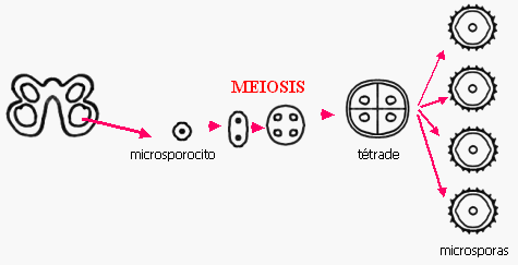 A POLLEN KELETKEZÉSE mikrosporogenezis Mikrosporogenezis: pollenek létrejötte a