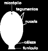 CSÍRAKAPU - MICROPHYLE MAGKEZDEMÉNY MAGKEZDEMÉNY BURKA - INTEGUMENTUM