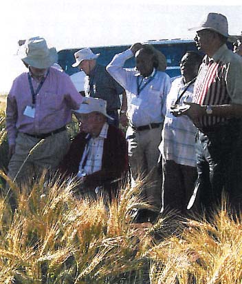 4. ábra Borlaug sai, tanítványai (Arthur Klatt, Zillinszky, Rajaram, stb.) írták le eredményeit, konklúzióit.