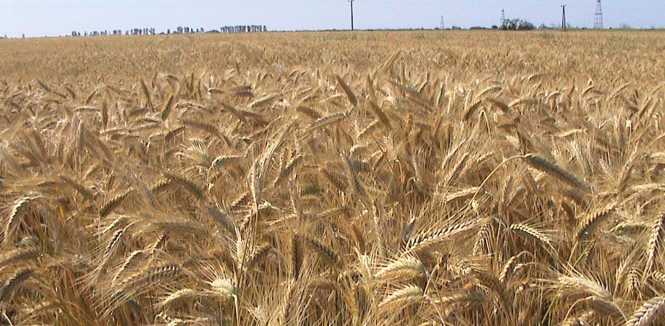 2. ábra Kalászos rekord a szemtermésben: GK Szemes: 13,1 t/ha tulajdonságai kedvezőek, ezért megfelel a gabonaipari alkalmazásokra, rozs őrlemények kiváltására.