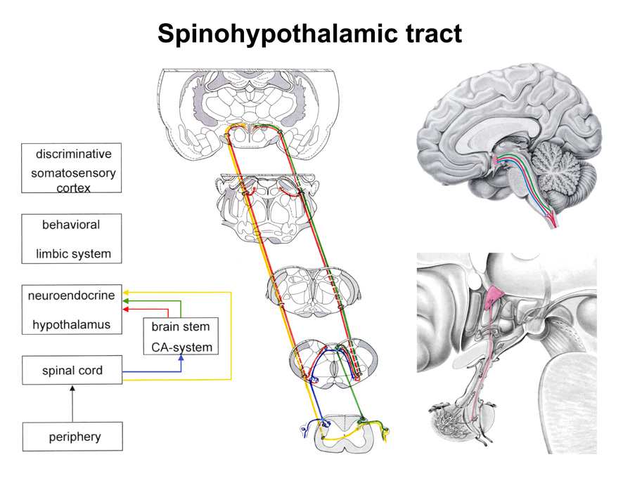 Fájdalom-vezető pályák pálya végzódik ackivitása spinothalamic tract spinoreticulothalamic tract spinoreticular tract spinohypothalamicus pálya thalamus (VPL) - sensory cortex midline thalamic nuclei