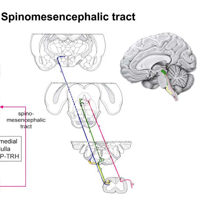 pálya spinothalamic tract spinoreticulothalamic tract spinoreticular tract spinohypothalamic tract spinomesencephalic tract Fájdalom-vezető pályák végződik thalamus (VPL) - sensoros cortex thalamic