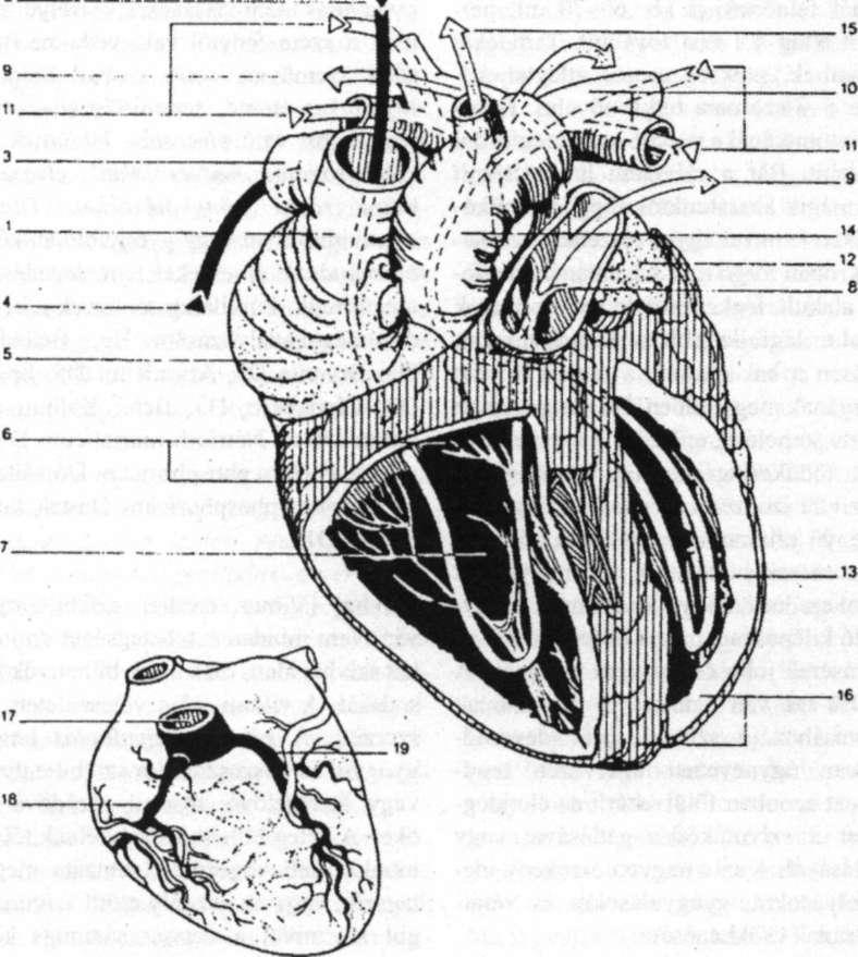 293 Szív Szív /. a felső, szívbe torkolló nagyvérköri gyűjtöér 2. a testből származó vér 3. az alsó, szívbe torkolló nagyvérköri gyűjtöér 4. a testből származó vér 5. jobb pitvar 6.