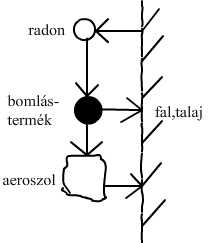 1. Radon (α bomlás, T 1/ = 3,8 nap). Polónium 18 (α bomlás, T 1/ = 3,05 perc, E=) 3. Ólom 14 (β bomlás, T 1/ = 6,8 perc) 4. Bizmut 14 (β bomlás, T 1/ = 19,7 perc) 5.