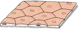 A SZÖVET /HISTOS/ A magasabb rendű szervezetben az egyedfejlődés során a sejtek egyfajta funkció végzésére differenciálódnak. Az így elkülönült azonos alakú és működésű sejtek összessége a szövet.