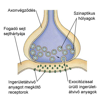 neurocyta, dendrit vagy másik axon). Elektromosan nem ingerelhető! Gliaszövet 6. ábra Az idegrendszer támasztószövete. Sejtekből és azok nyúlványaiból áll.