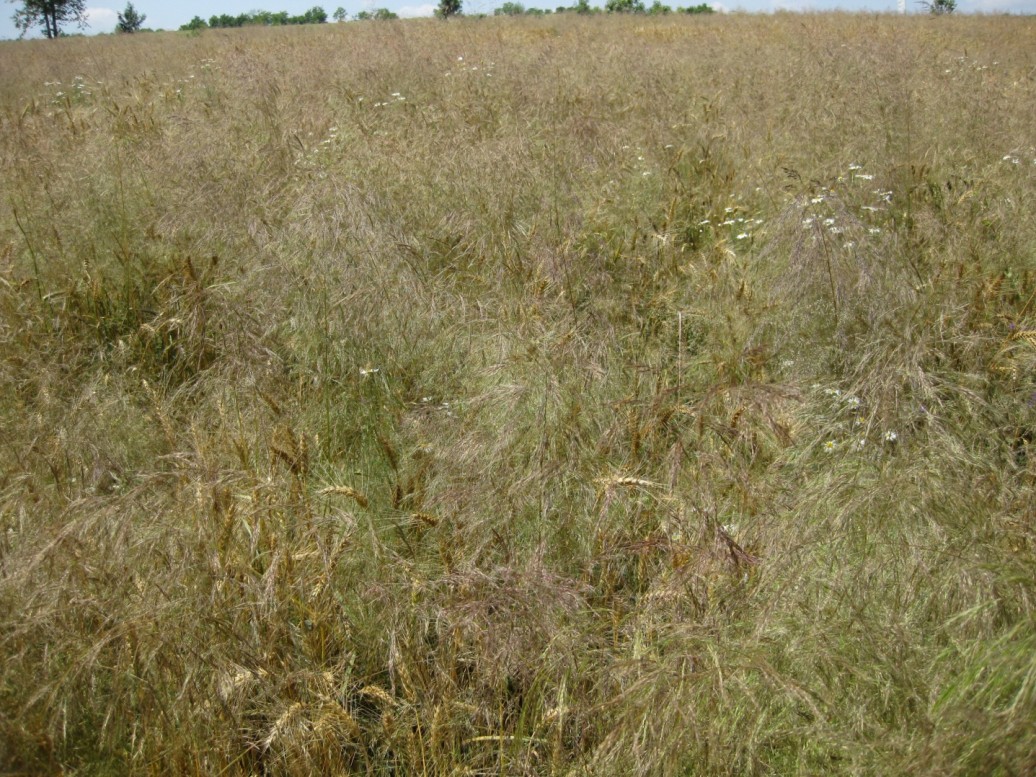 1. ábra Széltippannal fertőzött búza tábla. 2010. Somogy megye. A búza alig látszik benne.