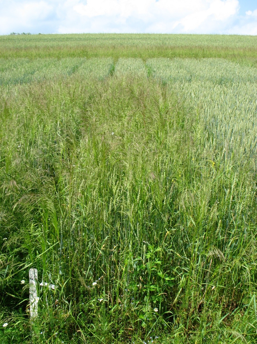3.ábra. A termésméréshez kapcsolódó nagy széltippa fertőzés (Krasne Udoli, Csehország, 2009. Foto: V.