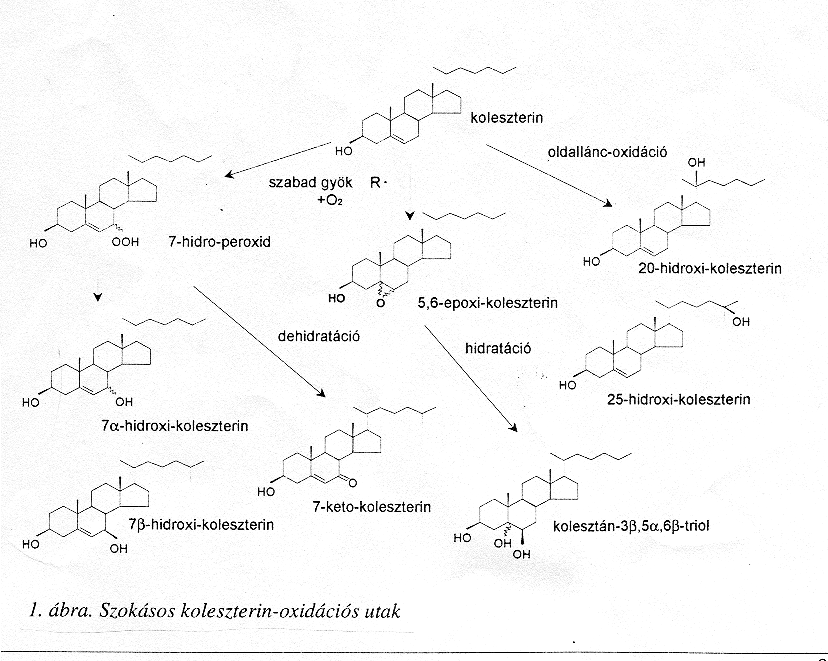 10.ábra: A leggyakoribb koleszterin oxidációs utak (Csapó, 1999) A vizsgált mintákban mért összes koleszterin oxidációs termék mennyiségét a 11. ábra mutatja.