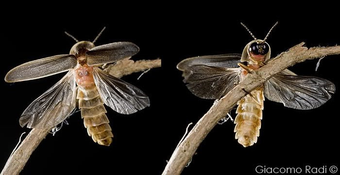 Nem megfelelően tájékozott emberek néha szentjánosbogárnak neveznek olyan nappal aktív bogarakat, amelyeknek a kültakarója szembetűnően fényes zöld.