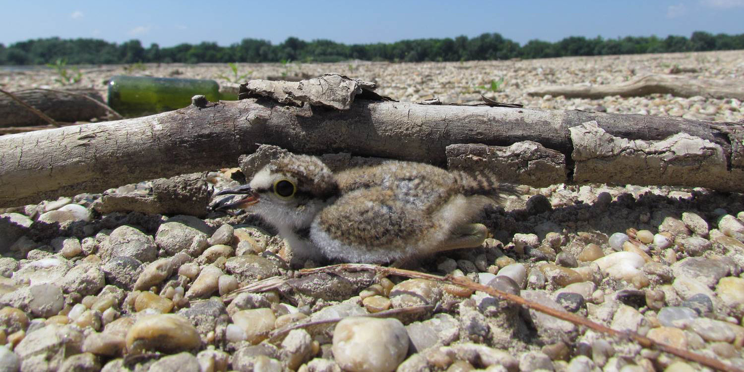 Charadrius dubius DUNAI ÉLŐHELY-REKONSTRUKCIÓS TERVEK A DUNA-IPOLY NP MŰKÖDÉSI TERÜLETÉN A DINPI a működési területére eső Duna szakaszon jelenleg két ponton foglalkozik természetvédelmi célú