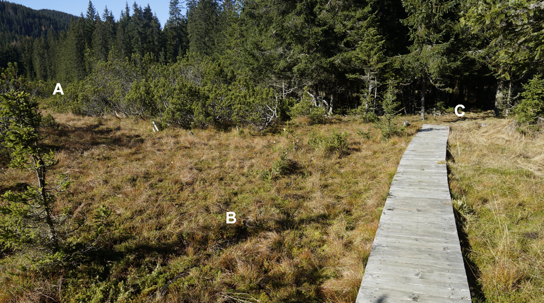 Parallelism means to imitate nature itself: not to plant hedgerows on a basis of aesthetical view, but on a basis of comprehensive ecological knowledge to slightly upgrade existing native linear