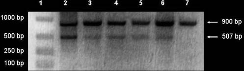 A valós idejű PCR-módszer fajlagosságát a fragmentumok olvadásihőmérséklet-analízise szemlélteti (1. ábra). Belső kontrollként a glicerinaldehid-3-foszfát-dehidrogenáz gén (GAPDH) 8.