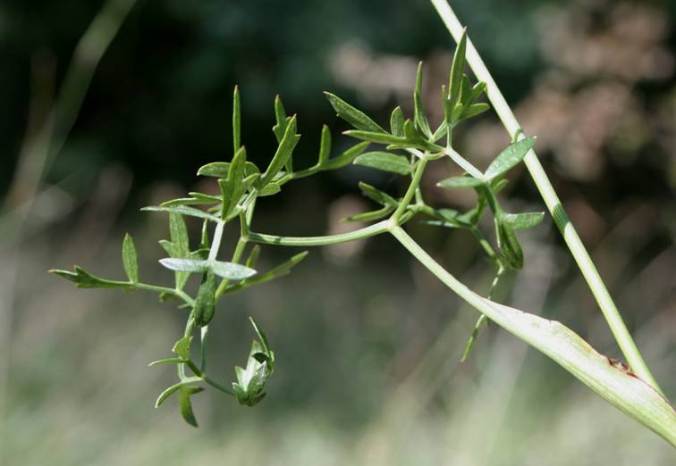 cs: Ernyısök - Apiaceae (Umbelliferae) elsısorban lágyszárú növények, szórt levélállással a