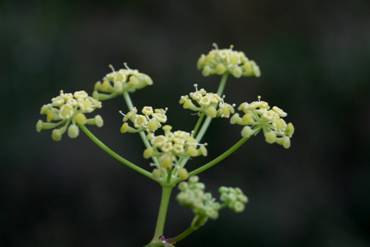 Aegopodium, Peucedanum, Heracleum, Laser, Conium,