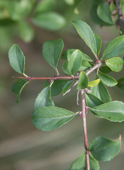 + Rhamnus