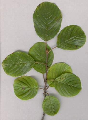 (Rhamnus