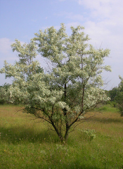 keskenylevelő