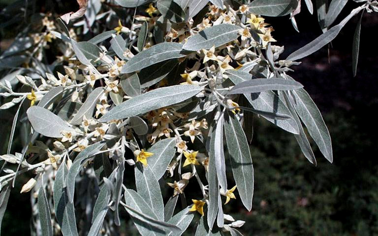 + Elaeagnus angustifolia