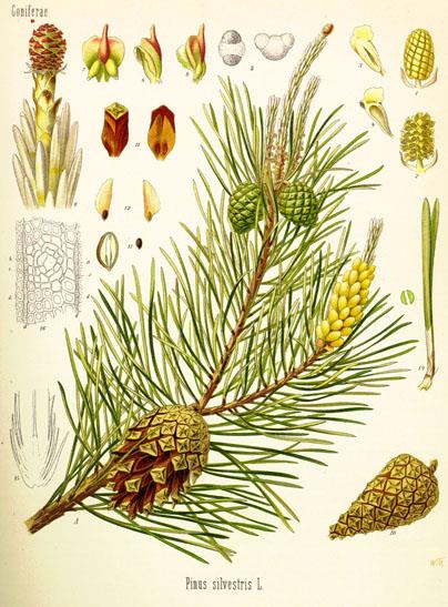 Erdeifenyő (Pinus sylvestris) Nyitvatermők törzse (Gymnospermatophyta) Tobozosok/Fenyőfélék osztálya