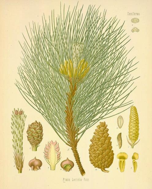 Feketefenyő (Pinus nigra) Nyitvatermők törzse (Gymnospermatophyta) Tobozosok/Fenyőfélék osztálya (Coniferopsida)