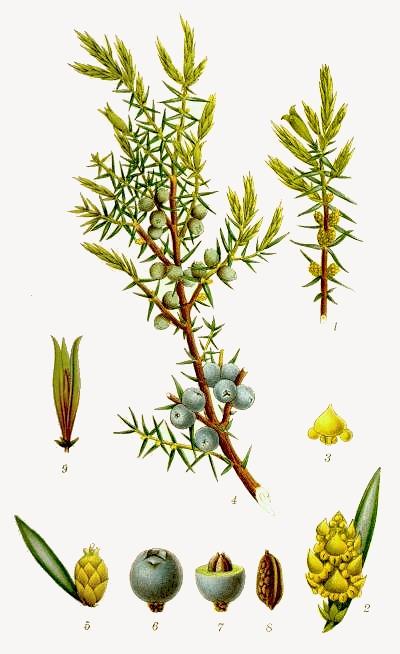 Közönséges boróka (Juniperus communis) Nyitvatermők törzse (Gymnospermatophyta) Tobozosok/Fenyőfélék osztálya (Coniferopsida) Ciprusfélék családja (Cupressaceae) Toboz éretten nem nyílik fel,