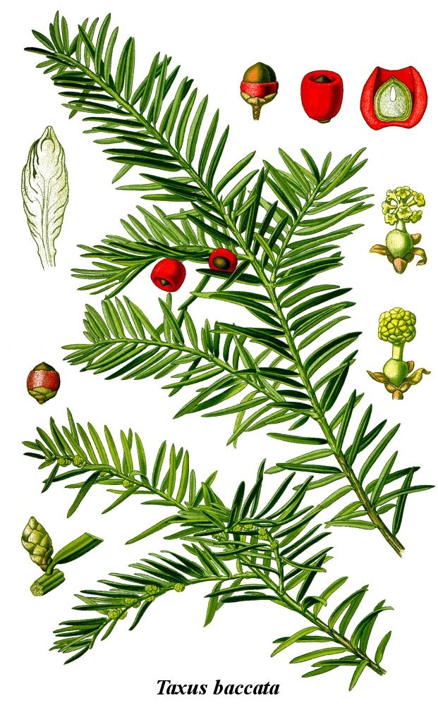 Tiszafa (Taxus baccata) Nyitvatermők törzse (Gymnospermatophyta) Tiszafafélék osztálya (Taxopsida) Tiszafafélék családja (Taxaceae) Tűlevelek lágyak, hajtásrészekkel együtt lehullók, szabályosan két