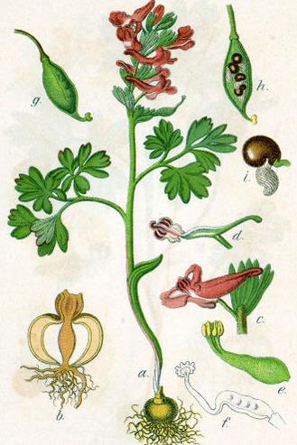 Zárvatermők törzse (Angiospermatophyta) Ujjas keltike (Corydalis solida) Kétszikűek osztálya (Dicotyledonopsida)