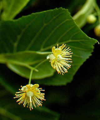 Zárvatermők törzse (Angiospermatophyta) Nagylevelű hárs (Tilia platyphyllos) Kétszikűek osztálya (Dicotyledonopsida) Mályvavirágúak rendje (Malvales) Hársfafélék családja (Tiliaceae)