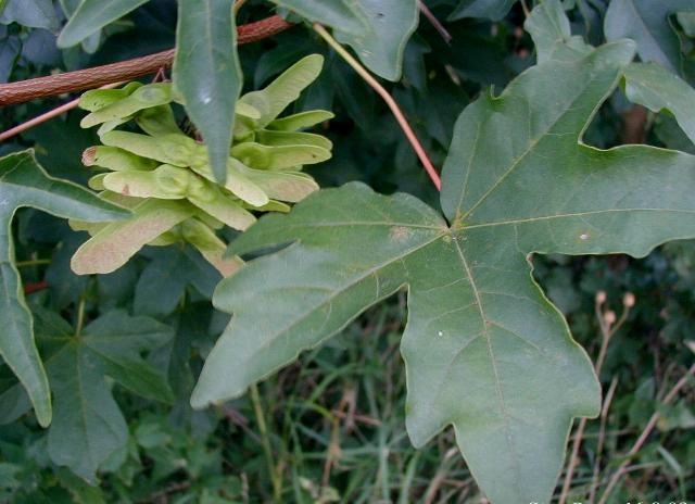 Zárvatermők törzse (Angiospermatophyta) Mezei juhar (Acer campestre) Kétszikűek osztálya (Dicotyledonopsida) Fák. Ikerlependék. Szappanfák rendje (Sapindales) Juharfélék családja (Aceraceae) 10-20 m.