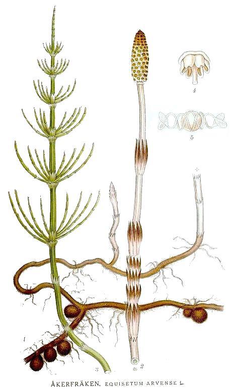 Harasztok törzse (Pteridophyta) Mezei zsurló (Equisetum arvense) Zsurlók osztálya (Sphenopsida) Zsurlófélék családja (Equisetaceae) A alakváltozással fejlődik: klorofill nélküli, halvány fertilis