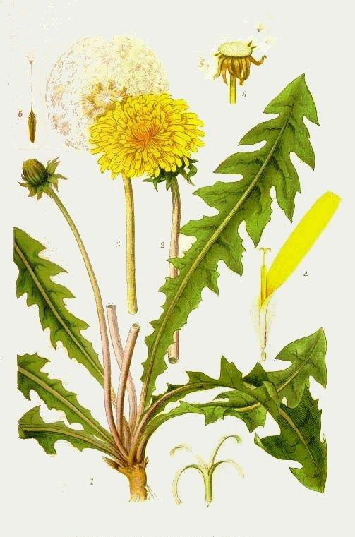 Gyermekláncfű / pongyola pitypang (Taraxacum officinale) Zárvatermők törzse (Angiospermatophyta) Kétszikűek osztálya (Dicotyledonopsida) Fészkesvirágzatúak rendje (Asterales) Fészkesek családja