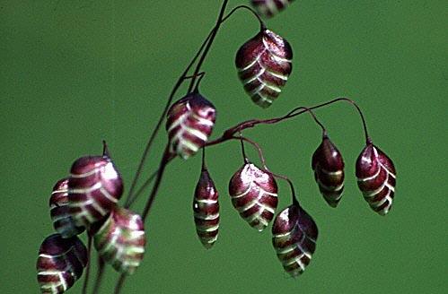 Füzérkék szíves kerekdedek. 3-4 mm h. barnásvörösek.