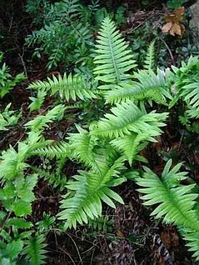 Közönséges édesgyökerű-párfány (Polypodium vulgare) Harasztok törzse (Pteridophyta) Páfrányok osztálya (Pteropsida) Édesgyökerűpáfrányfélék családja (Polypodiaceae) Levelei egyszeresen szárnyaltak.