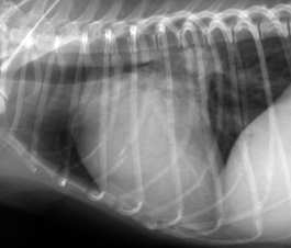 egyenes/homorú caudális kontúr felemelkedett trachea