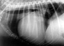 cardiomyopathia normal normal Arany-Tóth Attila 10