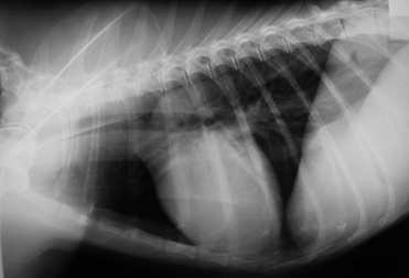 craniodorsalis mediastinum: