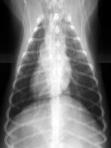 LL Röntgenanatómia LL Röntgenanatómia szív tüdıhatár Dorsoventral Röntgenanatómia Pontos pozicionálás!