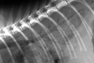 ( oedema, vérzés, fibrosis, neoplasma, stb.) 1.