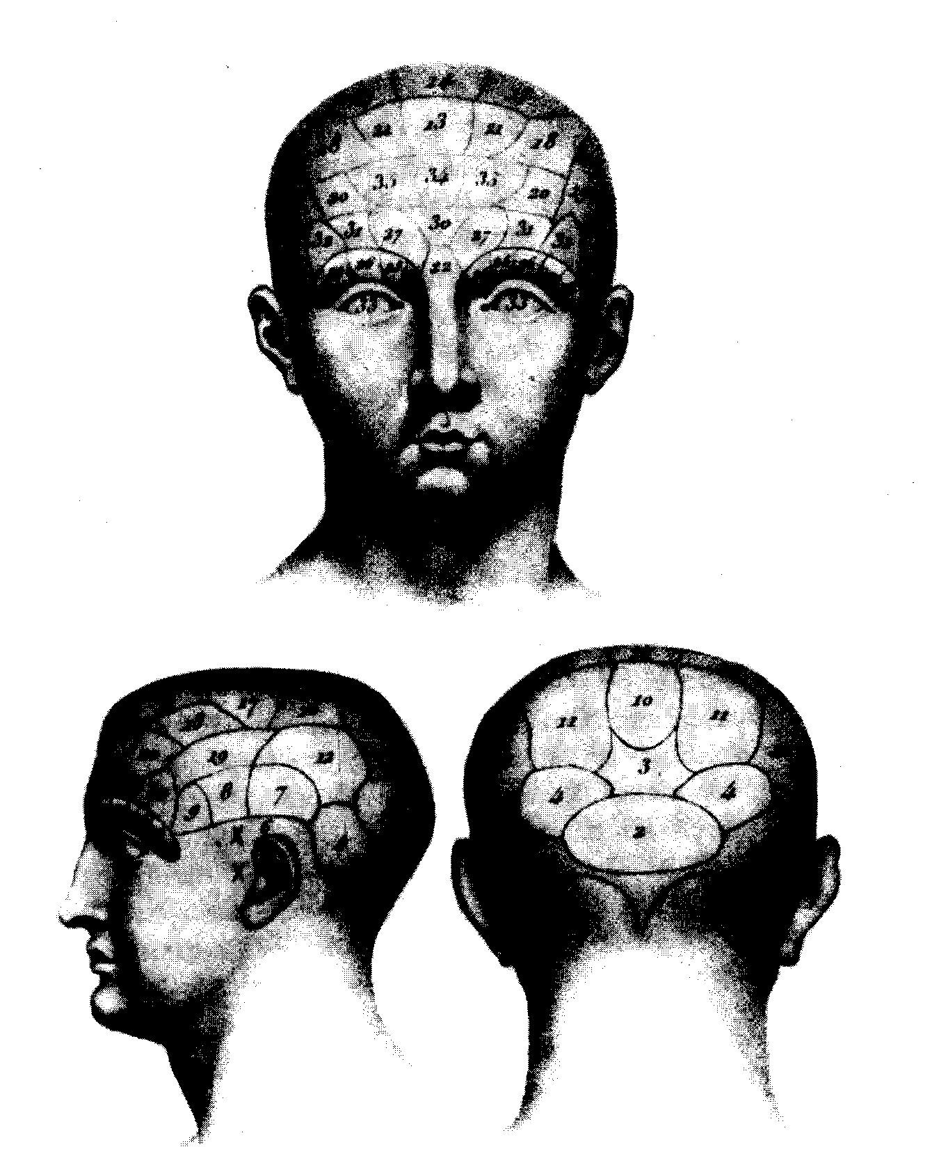 4. ábra Gall modelljének képzeletszülte ábrázolása. Frenológia címő munkájában huszonhét mentális képességhez rendel pontos helyet az agykéregben.