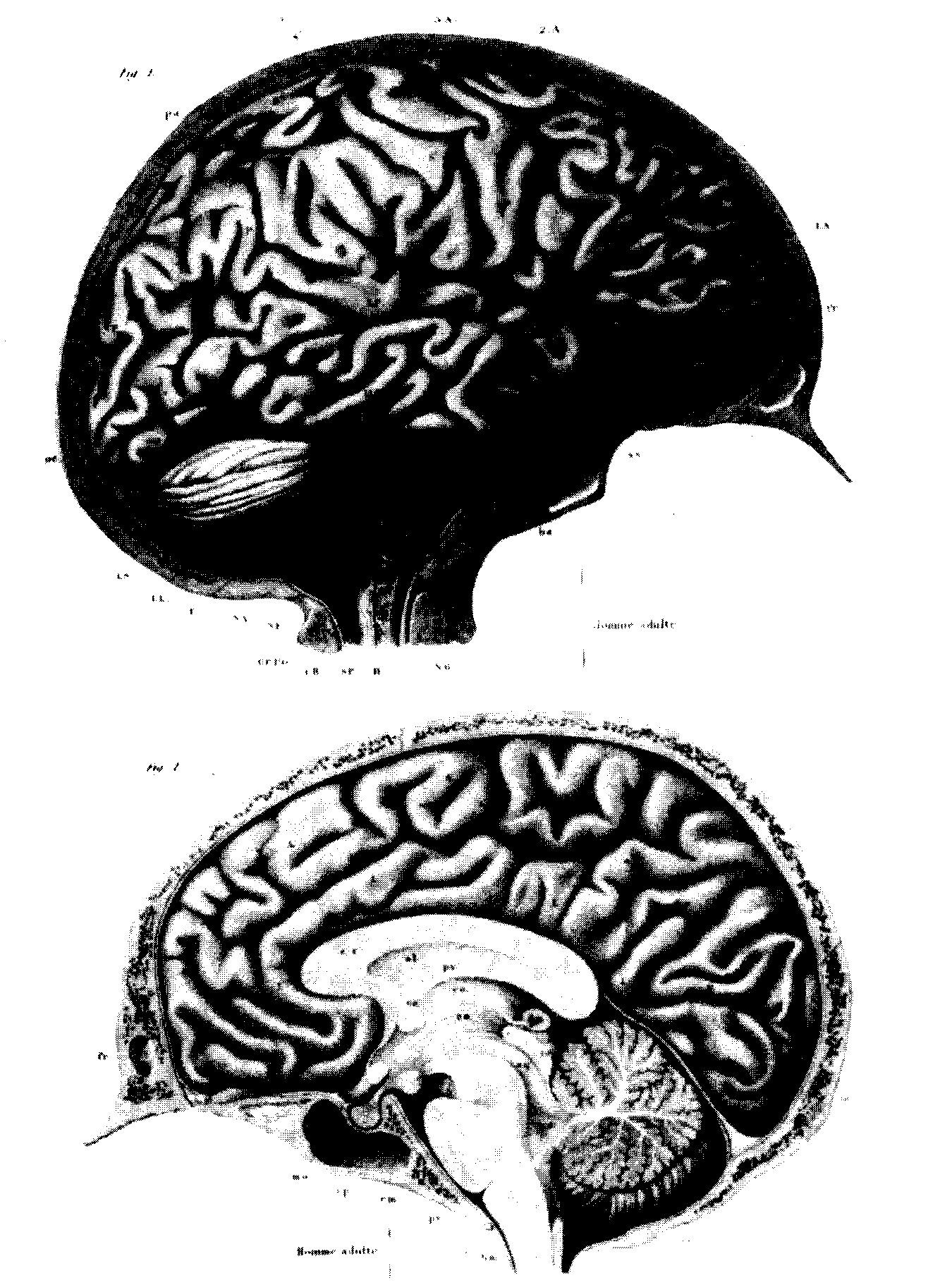 5. ábra A romantika korában a Gall elmélete által inspirált anatómusok az agykéreg tekervényeit párját ritkító részletességgel és alapossággal vizsgálták és ábrázolták.