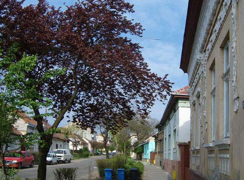 60 Mint minden városnak, Szatmárnémetinek is a főtér és a körülötte elhelyezkedő jelentősebb utcák, sugárutak épületei adják meg a jellegét, hangulatát.