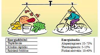 7.2.1 Az egészséges táplálkozás, illetve energiaegyensúly (táplálkozás és testmozgás egyensúlya) megtartása, és/vagy visszaállítása érdekében kidolgozott programok (többek között a megfelelő