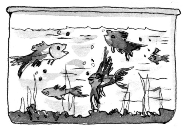 Sz melm let SZÁMELMÉLET Oszthatóság 60. Egy halkereskedő az ivadékhalakat külön akváriumban tartja, nehogy a kifejlett példányok megegyék a kicsiket.