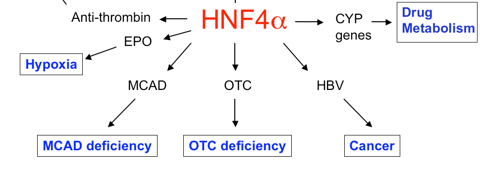 Diabetes, pancreas atrophia, progresszív