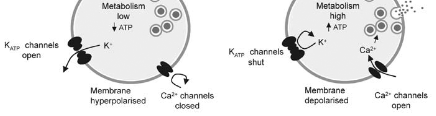 Molekuláris genetikai háttér felderítése (KCNJ11 gain-of-function mutáció).