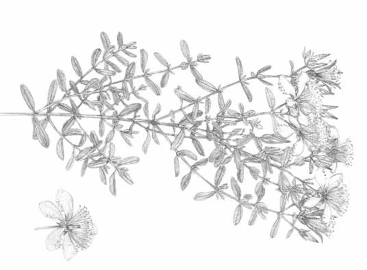 15. Miranda F. G. G., Vilar J. C., Alves I. A. N., Cavalcanti S. C. H., Antoniolli A. R.: Anticonceptive and antiedematogenic properties and acute toxicity of Tabebuia avellanedae Lor. ex Griseb.