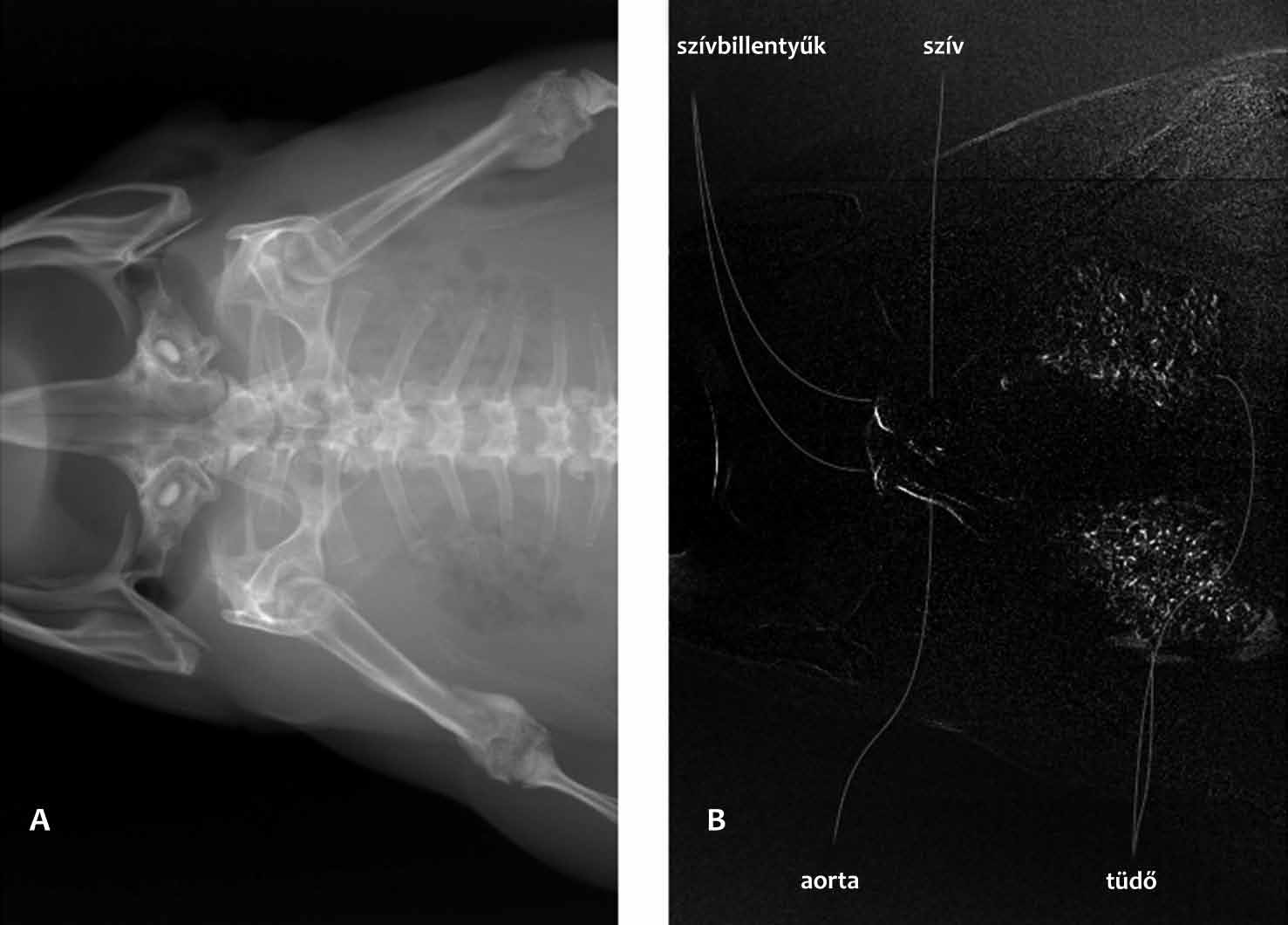 2. ábra Az új módszerrel egy afrikai karmosbékáról (Xenopus laevis) készített kép. (A) statikus kép, (B) a mozgó szerveket ábrázoló dinamikus kép. tásra.