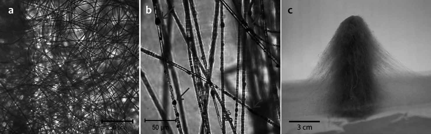 Jedlovszky-Hajdú et al. Biokompatibilis anyagok is szabályozza. Ahhoz, hogy ezt a szerteágazó feladatkört el tudja látni, igen speciális felépítéssel kell rendelkeznie.